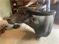 Beautiful African Water Buffalo Mount