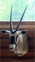 Gemsbok African mount