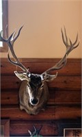 Beautiful Red Stag mount