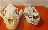 2  Animal Skulls-Hyena, Baboon
