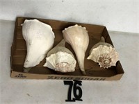 4 Large sea shells