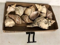 12 Sea shells