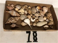 30 Sea shells