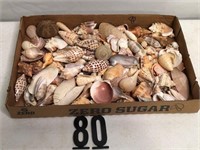 Small sea shells