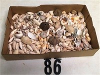 Sea shells small