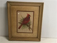 Framed Cardinal Picture