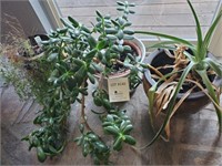 3 - House Plants