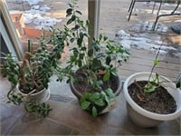 3 - House Plants