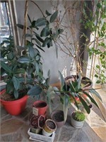 Assorted Plants & Planters
