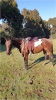 **VIC** ~ TANGLEWOOD SQUIRT - ASH Mare
