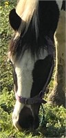 **VIC** ~ BOLT - Clydesdale x Stock Horse Gelding