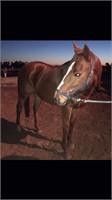 **VIC** ~ CHEETO (UNNAMED 2011) - TB Gelding
