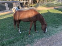 **NSW** ~ WARRAGILL LOVE TO SPIN - Paint Mare