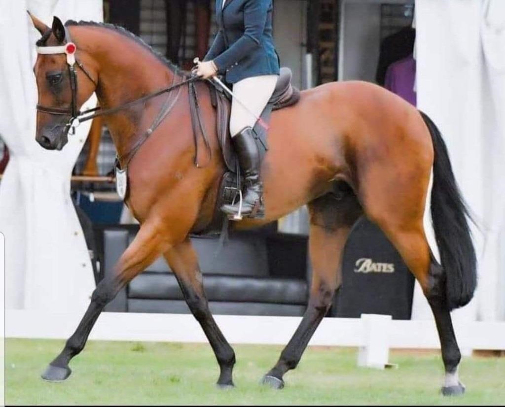 AWC ONLINE HORSE AND SADDLERY AUCTION - AUSTRALIA WIDE