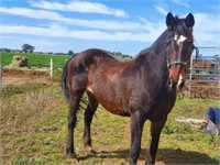 **VIC** ~ HOLLIE - Clydesdale x Mare