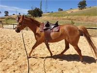 **SA** ~ SKYVIEW CHAMPAGNE ROSE - HSH Mare