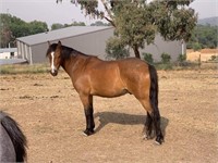 **VIC** ~ TOMMY - Welsh x Gelding