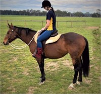 **VIC** ~ JAZABEL - Stock Horse Mare