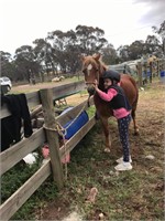 **VIC** TRIXIE - Australian Pony Mare