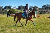 **NSW** ~ CHILLI - Stock Horse Mare