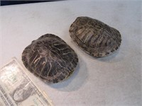 Lot (2) 5" Authentic Turtle Shells