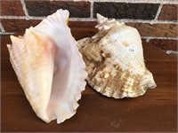 Two Large Seashells