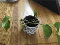 Pothos Ivy - Gray Pot