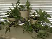 3) Pothos Ivy & Wire Arch Plant Stand