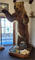 Alaskan brown bear full mount, in the record