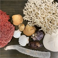 Lot Natural Coral & Seashells