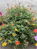 Hanging basket - purslane