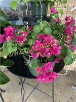 Hanging basket- bougainvillea