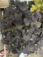 Hanging basket - purple potato vine