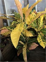 Croton in 6" pot