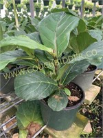 Fiddle leaf fig in 6in pot