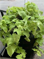 Hanging basket - green potato vine