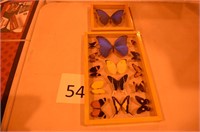 BUTTERFLY DISPLAY