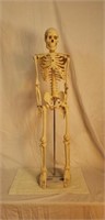 Celebrex Skeleton Display
34" tall
