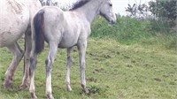 Grey Female Sport Horse