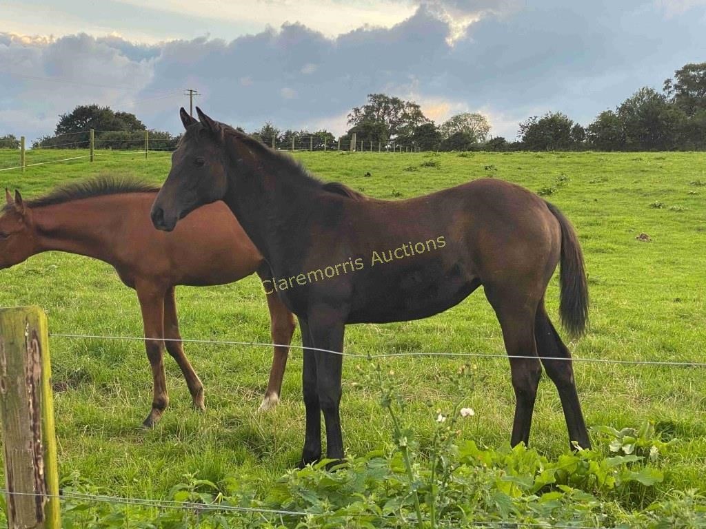 Ireland West Foal Championship & Sale - Sun 27th Sept