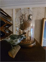 Mounted quail and wooden quail