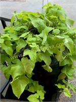 Hanging basket green potato vine