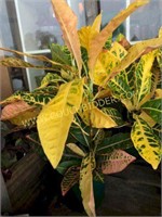 6 inch potted croton plant