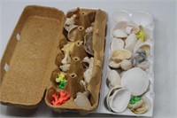 Beautiful Seashells in Vintage Egg Cartons