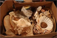 Lot of Sea Shells and Coral