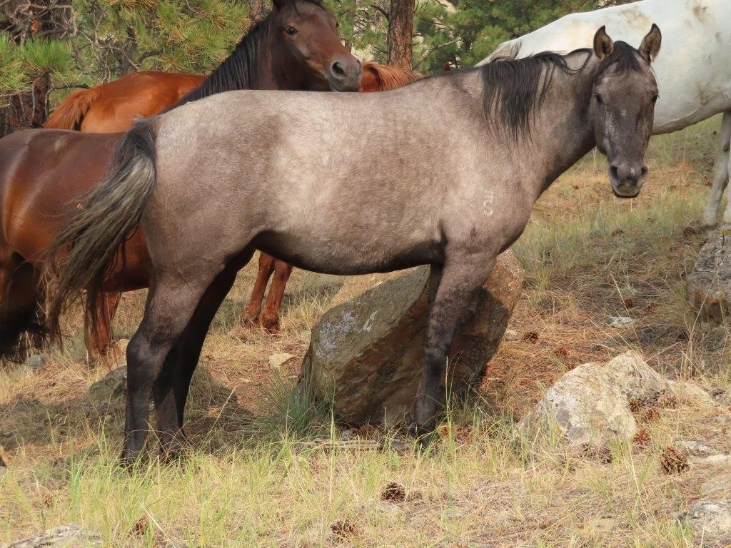 Sweet Grass Ranch Horse Liquidation & Retirement Auction