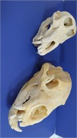 2 Animal Skulls-1 Small Baboon & Black Bear