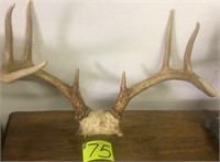 8pt deer horns
