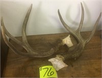 6pt deer horns