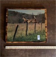 Deer Photo On Wood